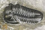 Detailed Gerastos Trilobite Fossil - Morocco #141671-2